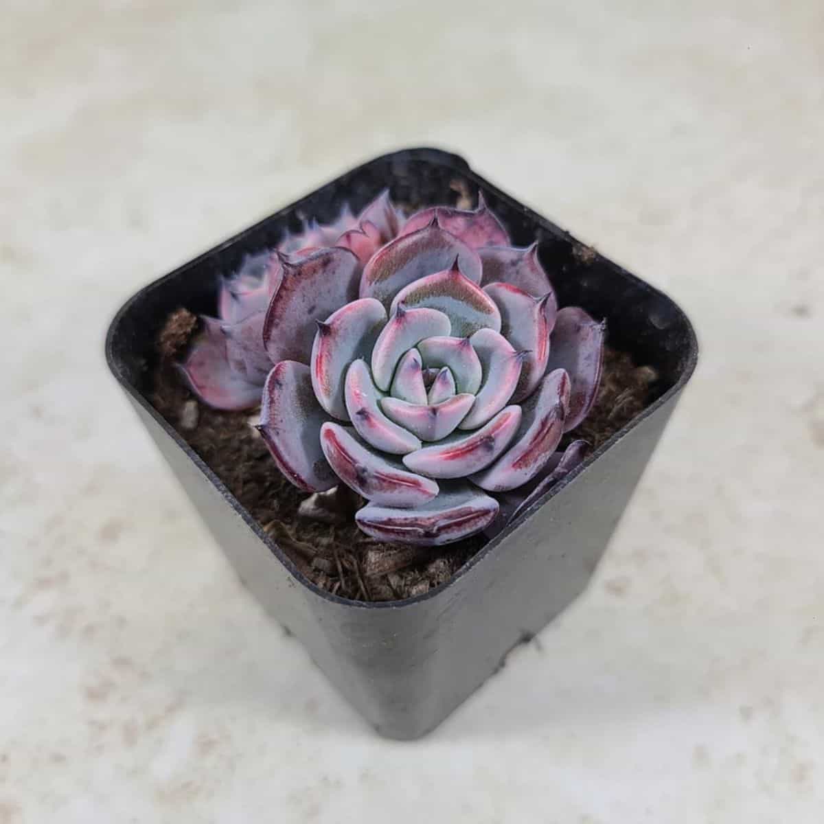 Echeveria laulensis grows in a black pot.