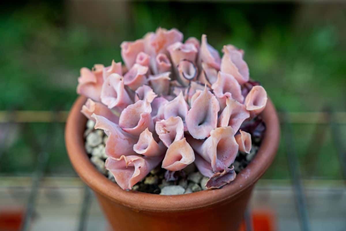 Echeveria Pinky Trumpet with beautiful pink foliage grows in a clay pot.