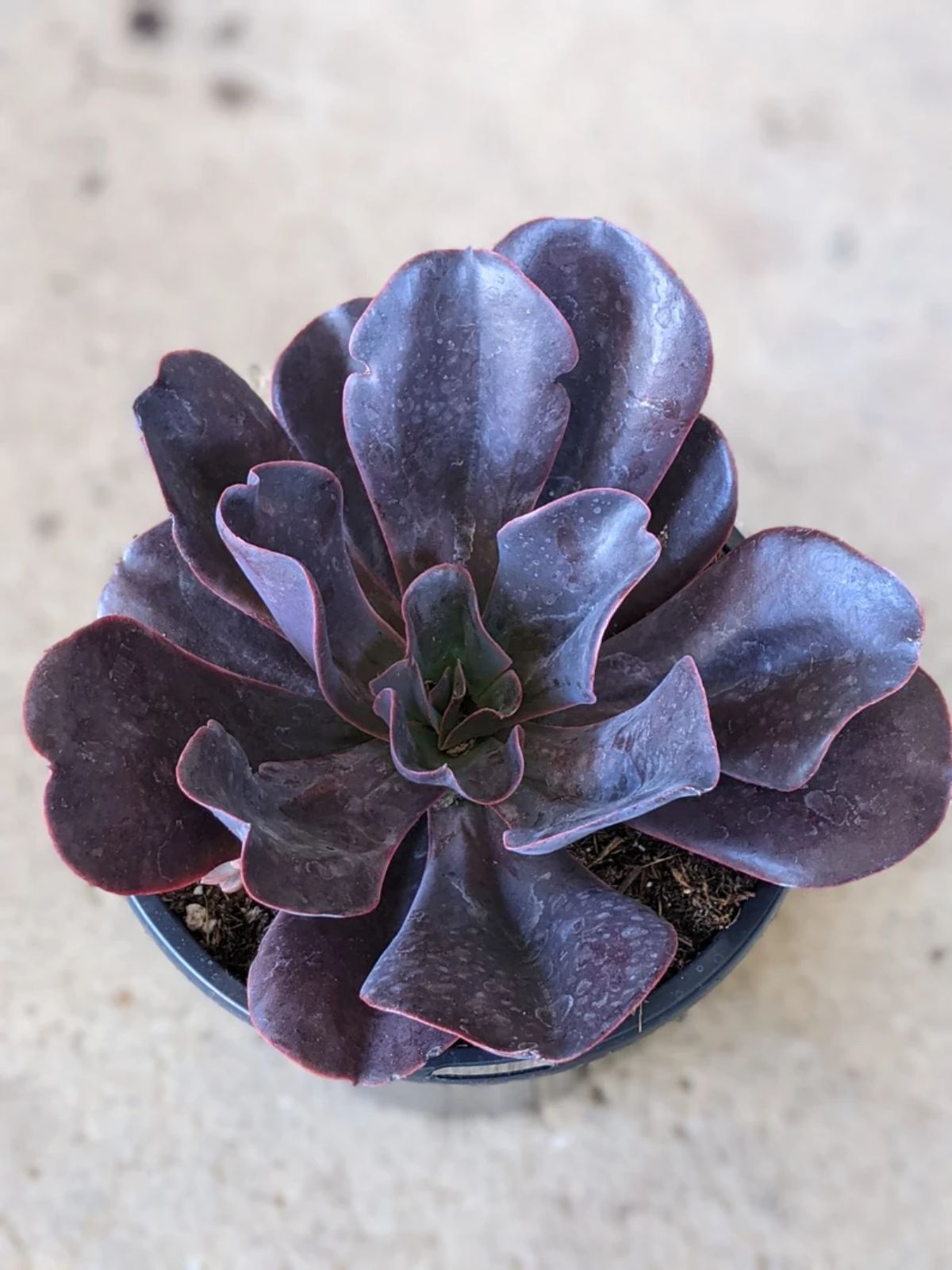 Echeveria hortencia with deep-purple foliage grows in a black pot.
