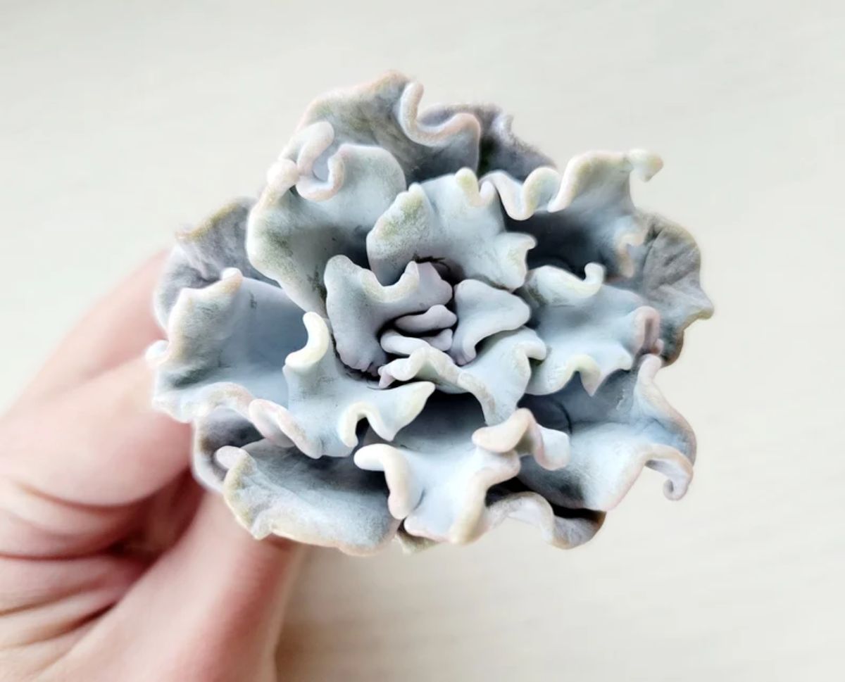 Echeveria crispate held by hand.