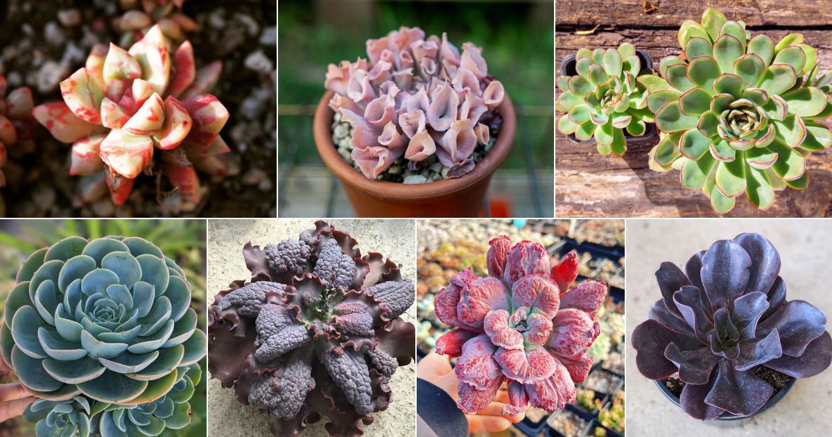 15 Echeveria Species Everyone Needs and Where to Buy Them facebook image.