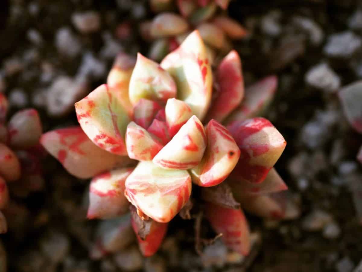 Echeveria Echo, Bloody Yan with beautiful orange foliage.