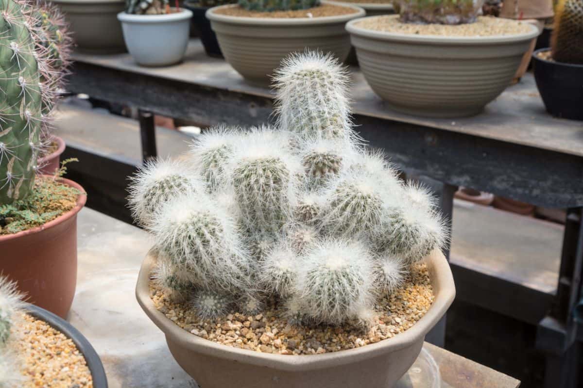 Espostoa lanata fluffy cacti grow in a gray pot.
