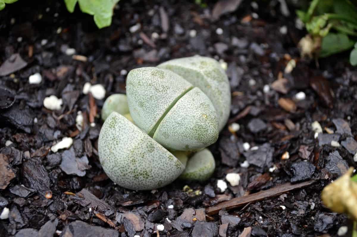 Pleiospilos nelii small succulent grows in rocky soil.