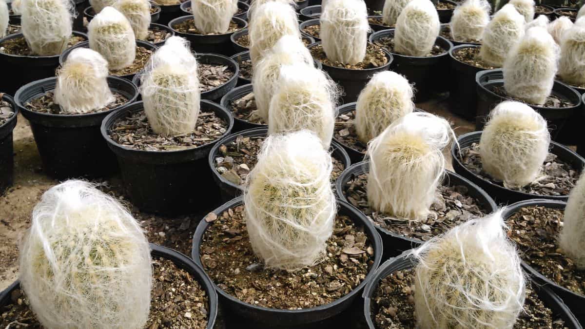 Espostoa melanostele fluffy cactuses grow in black pots.