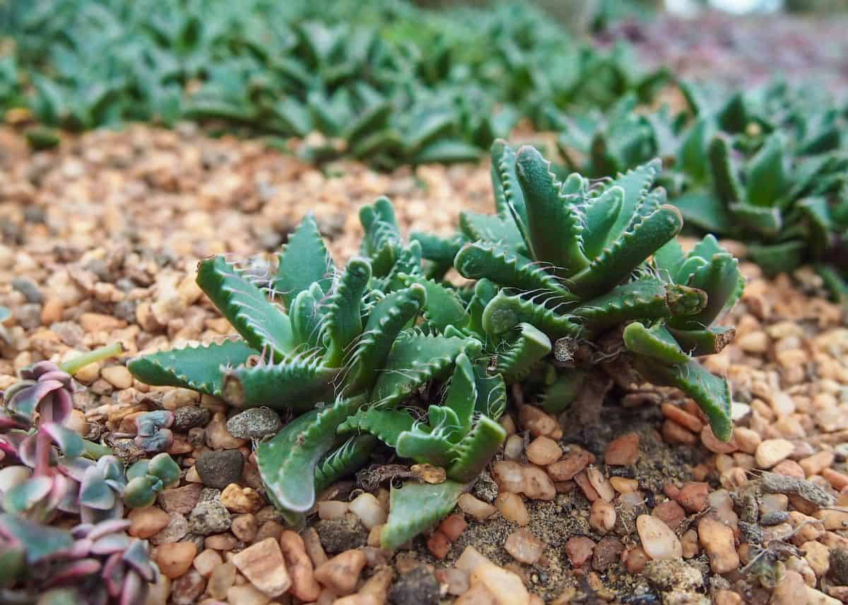 Faucaria tigrina with spikey foliage grows in rocky soil.