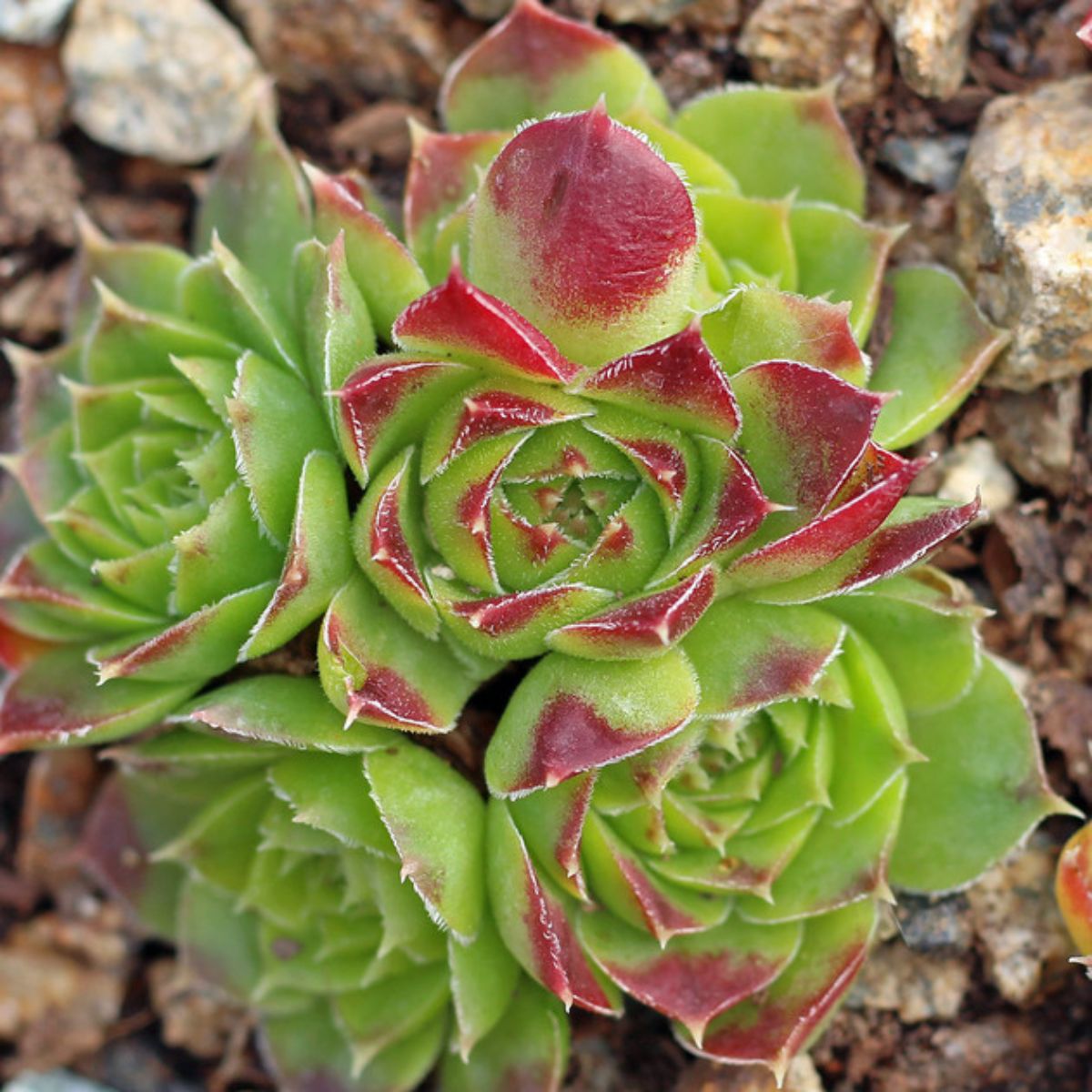 Sempervivum heuffelii var. Gold Bug