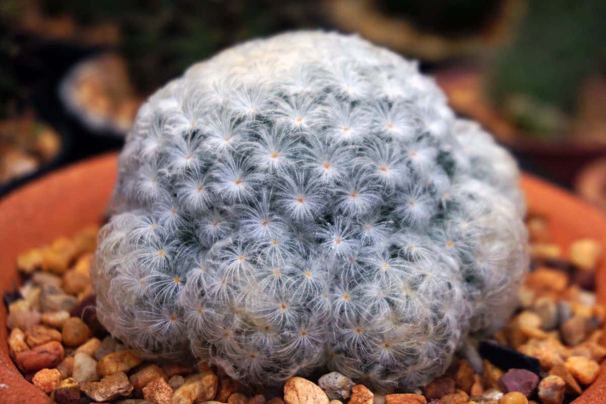 Adorable fluffy Mammillaria plumosa cacti grow in a pot.