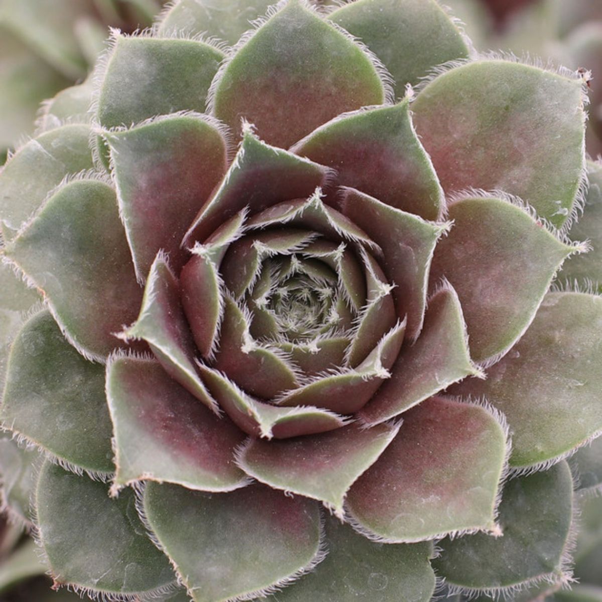 Sempervivum var. Moss Rose