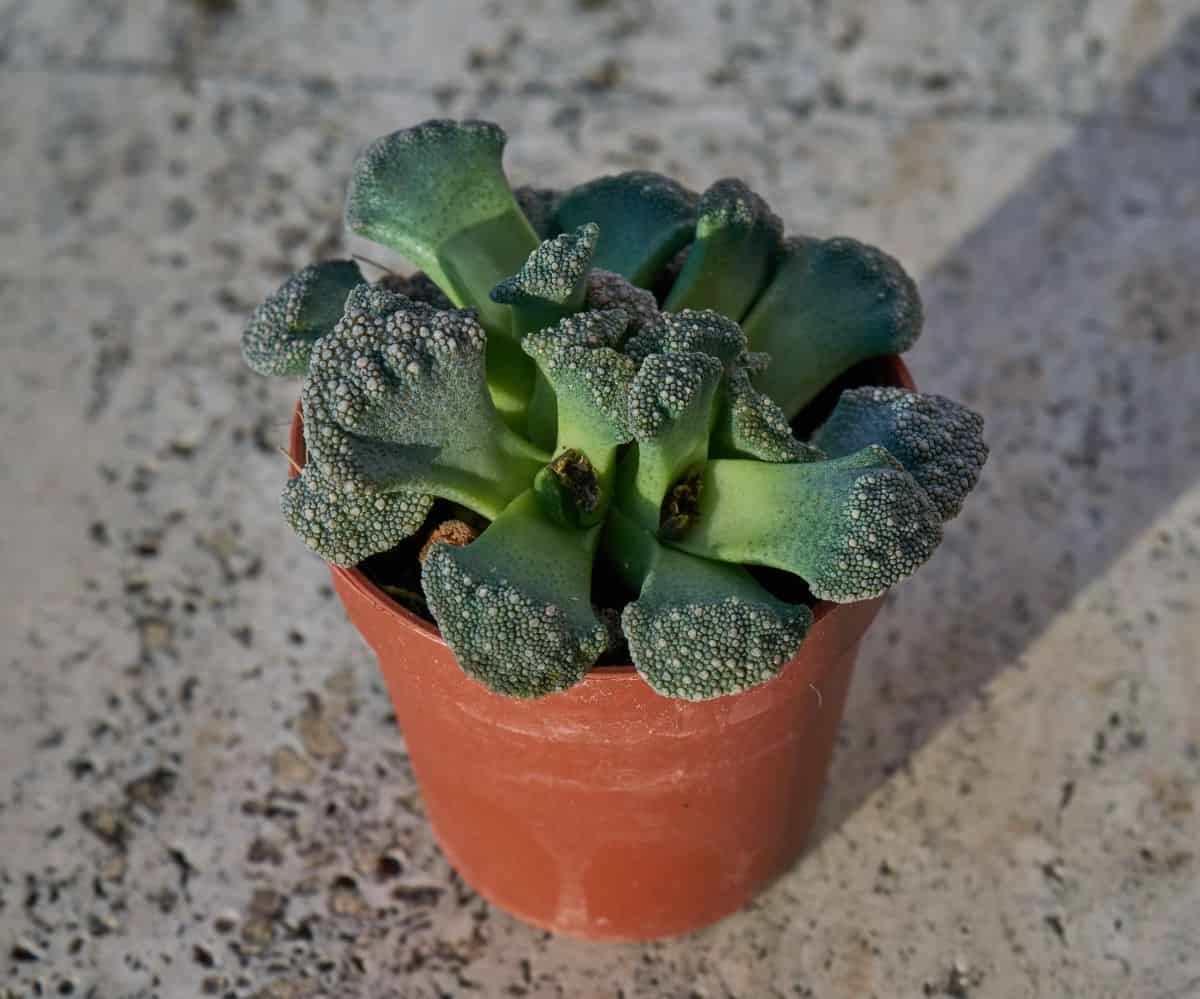 Titanopsis calcarea adorable-looking succulent grows in a pot.