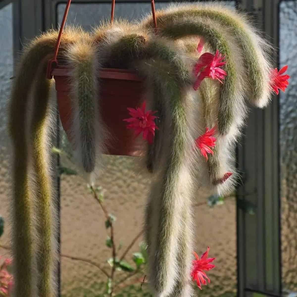 Cleistocactus winteri subs. Colademononis with fluffy foliage and vibrant-red flowers grow in a hanging pot.