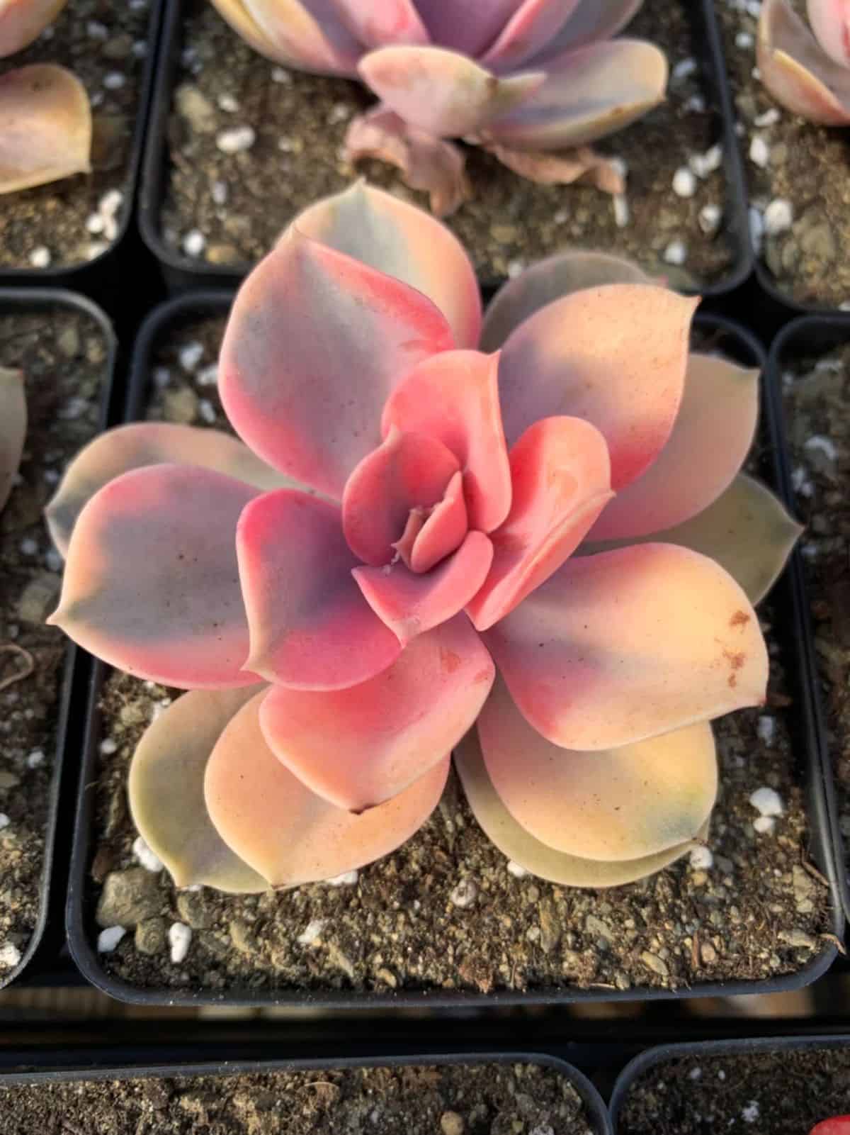 Echeveria, var. Rainbow or West Rainbow grows in a black pot.