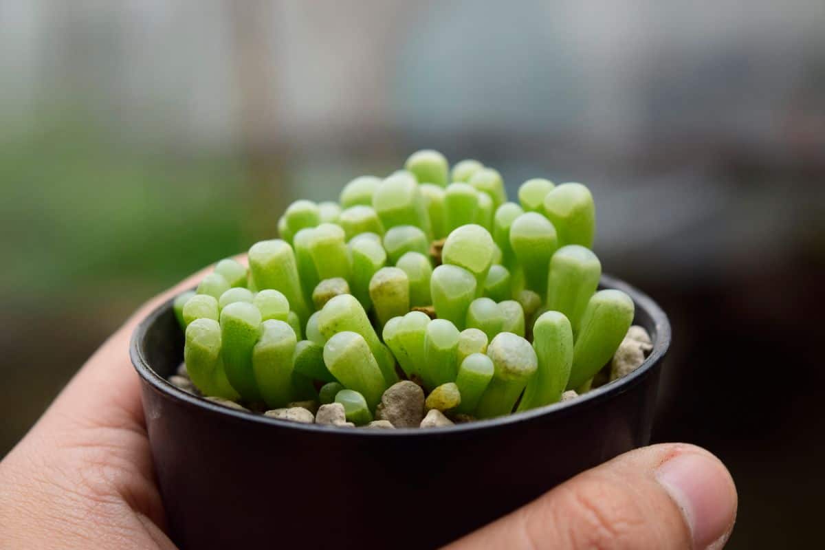 Fenestraria rhopalophylla succulent grows in a black pot held by hand.