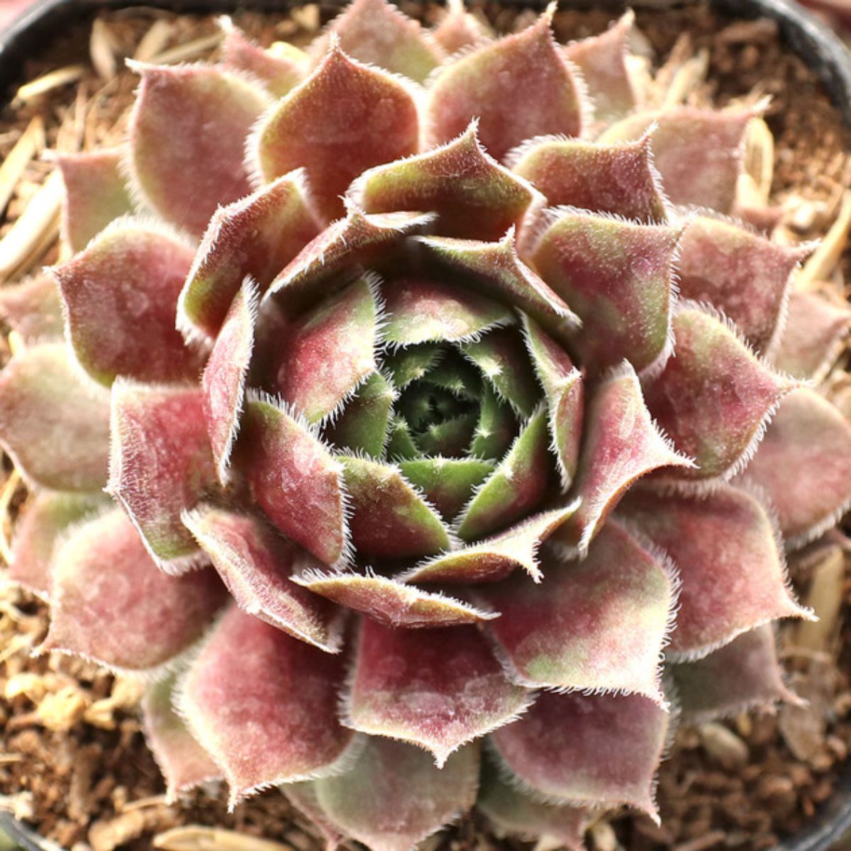 Sempervivum var. Ornatum