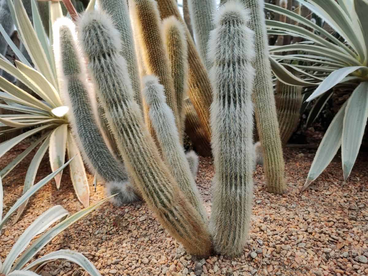 Cleistocactus strausii fluffy cacti grow outdoor.