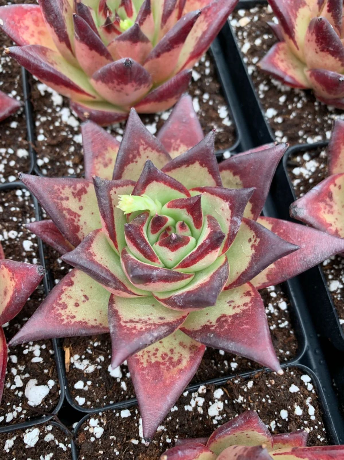 Echeveria agavoides, var. Ebony grows in a black pot.