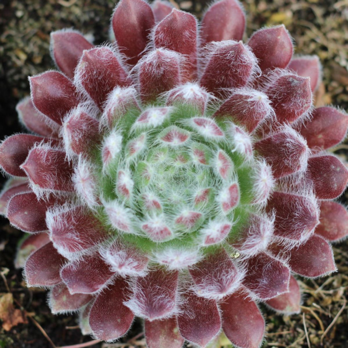 Sempervivum var. Butterfly