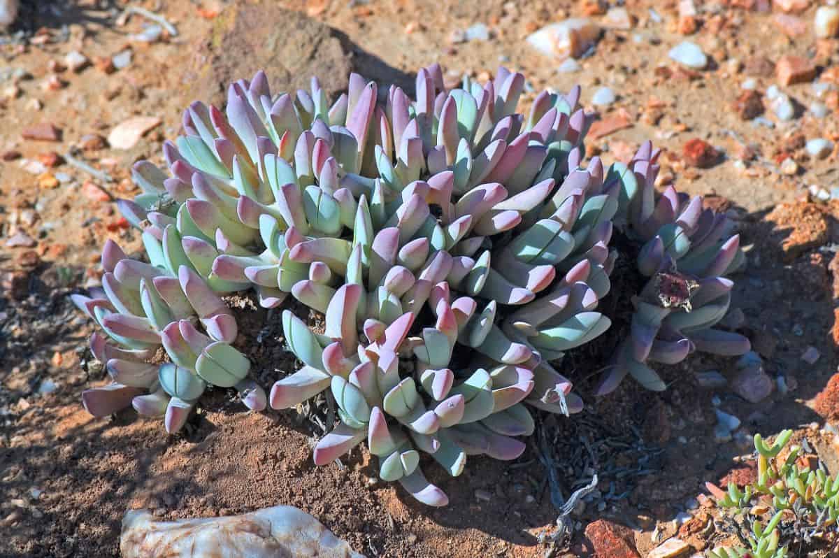 Cheiridopsis denticulata succulent with beautiful colorful foliage on full sun.