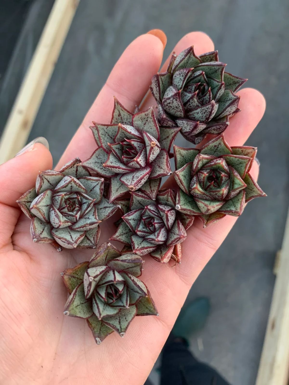 Echeveria purpusorum on a palm of the hand.