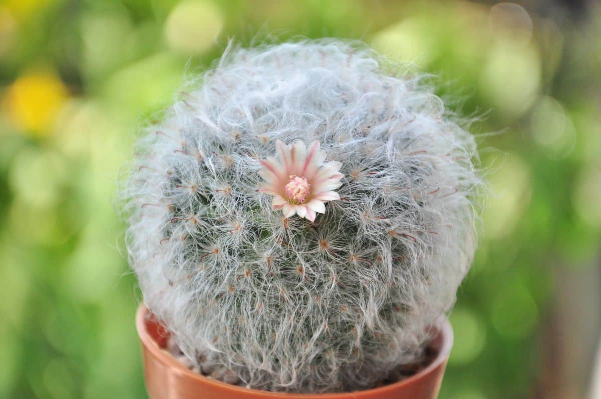 Mammillaria bocasana fluffy cacti with a tiny white flower grow in a pot.