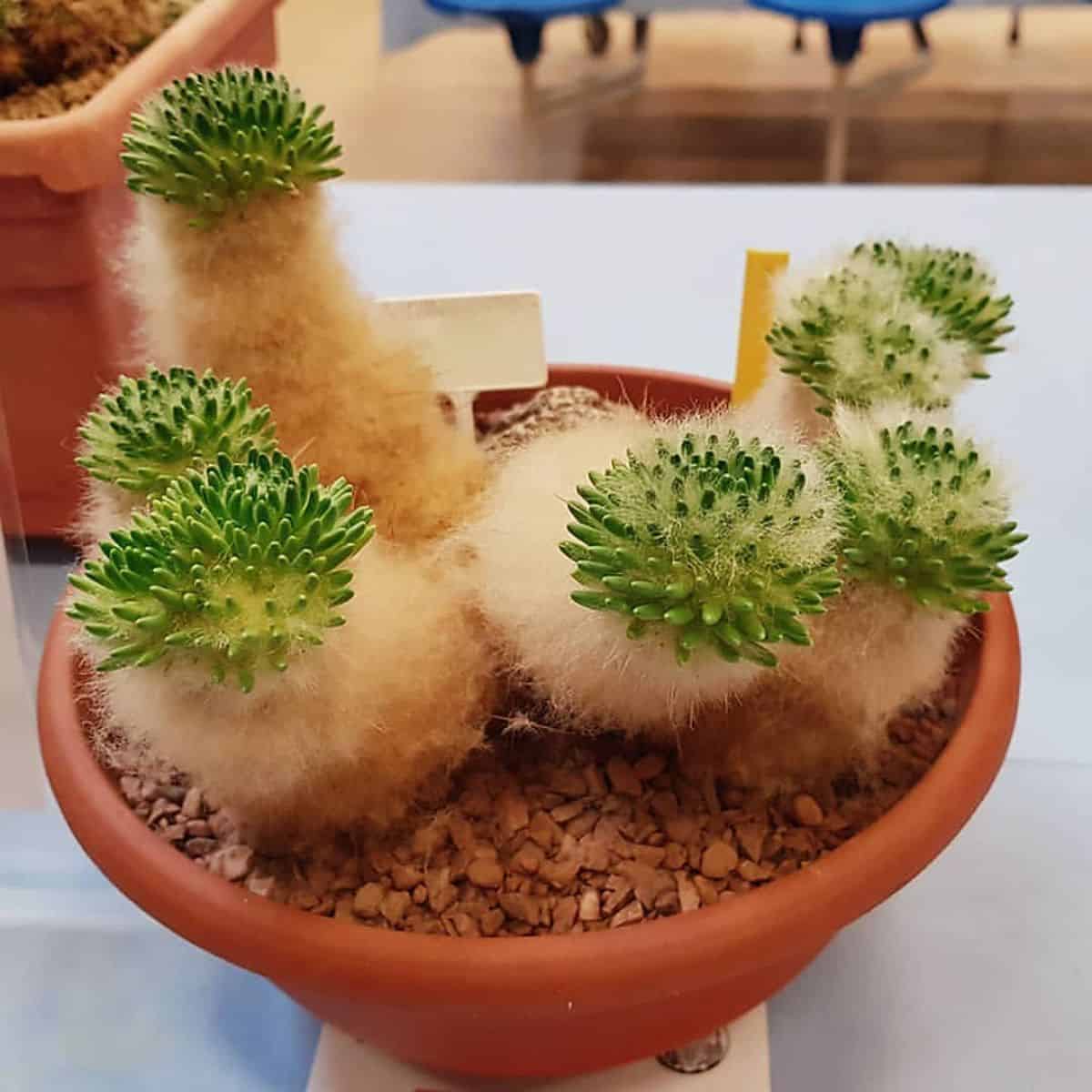 Austrocylindropuntia lagopus fluffy cacti grow in a clay pot.