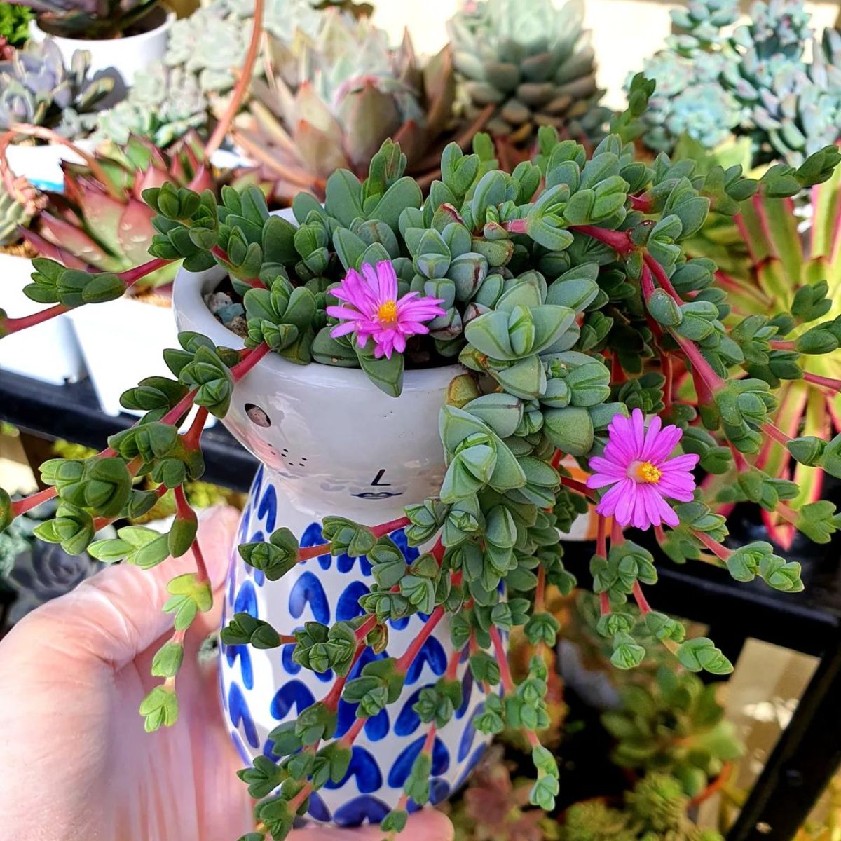 Braunsia maximiliani small succulent with two pink flowers, grows in a pot held by hand.