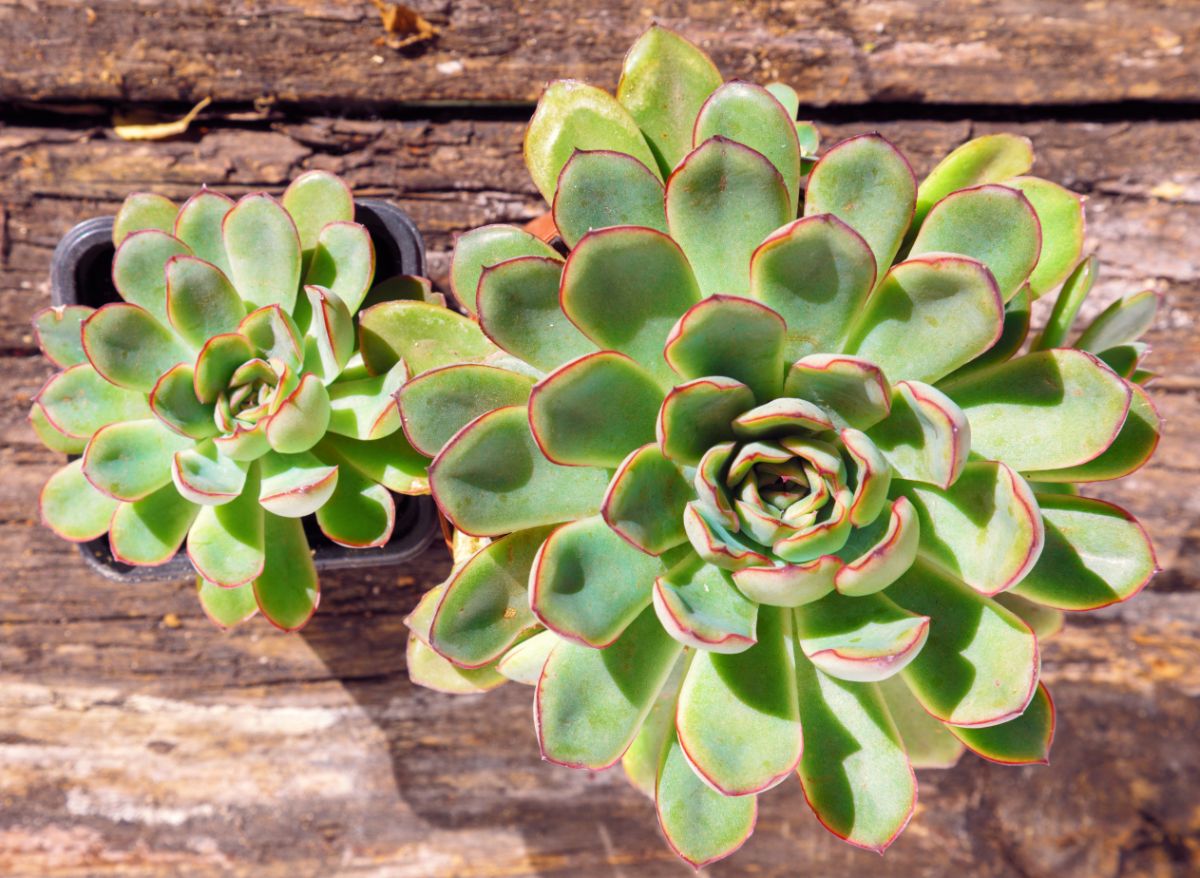 Two Echeveria, Mexican Pulidonis grows in pots.