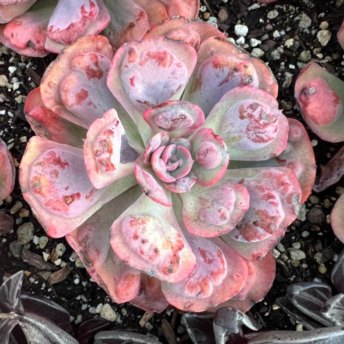 Echeveria, var. Hearts Delight with beautiful pink foliage.