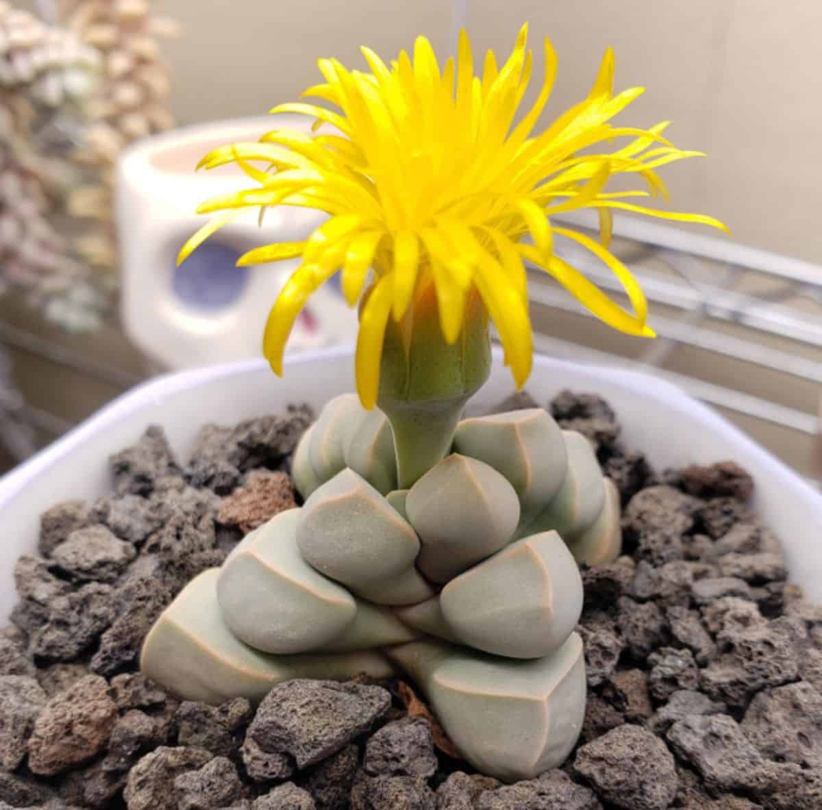 Lapidaria margaretae small suculent with a vibrant-yellow flower.