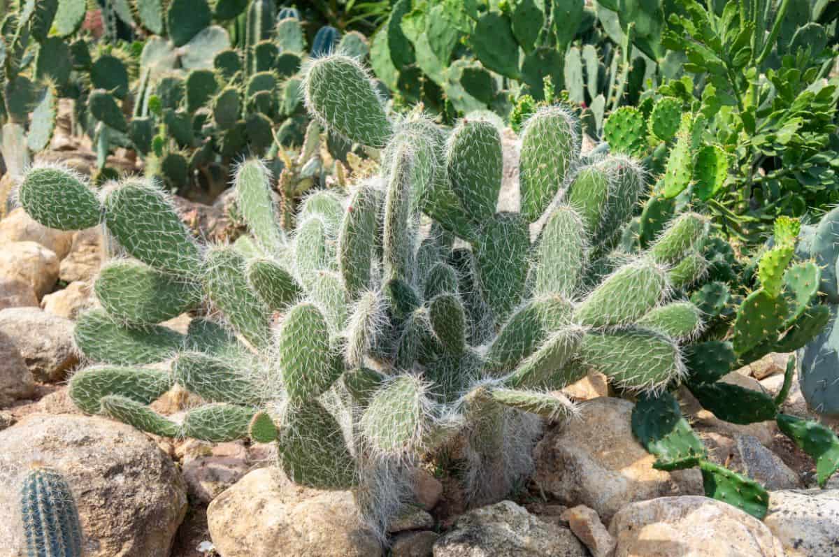 Opuntia polyacantha var. erinacea fluffy cacti grow outdoor.