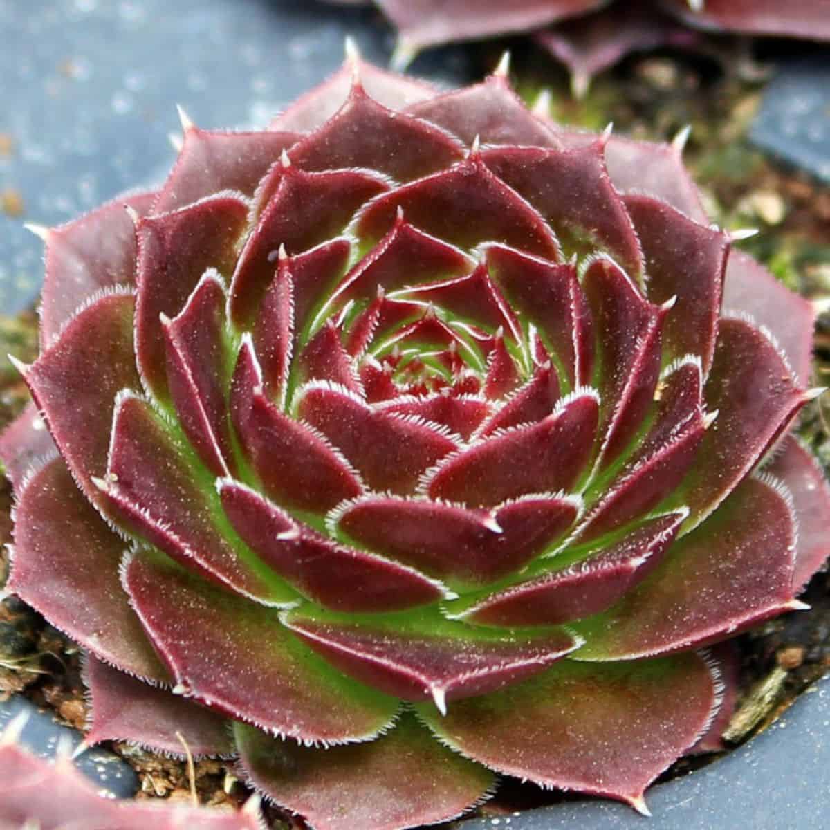 Sempervivum heuffelii var. Milady