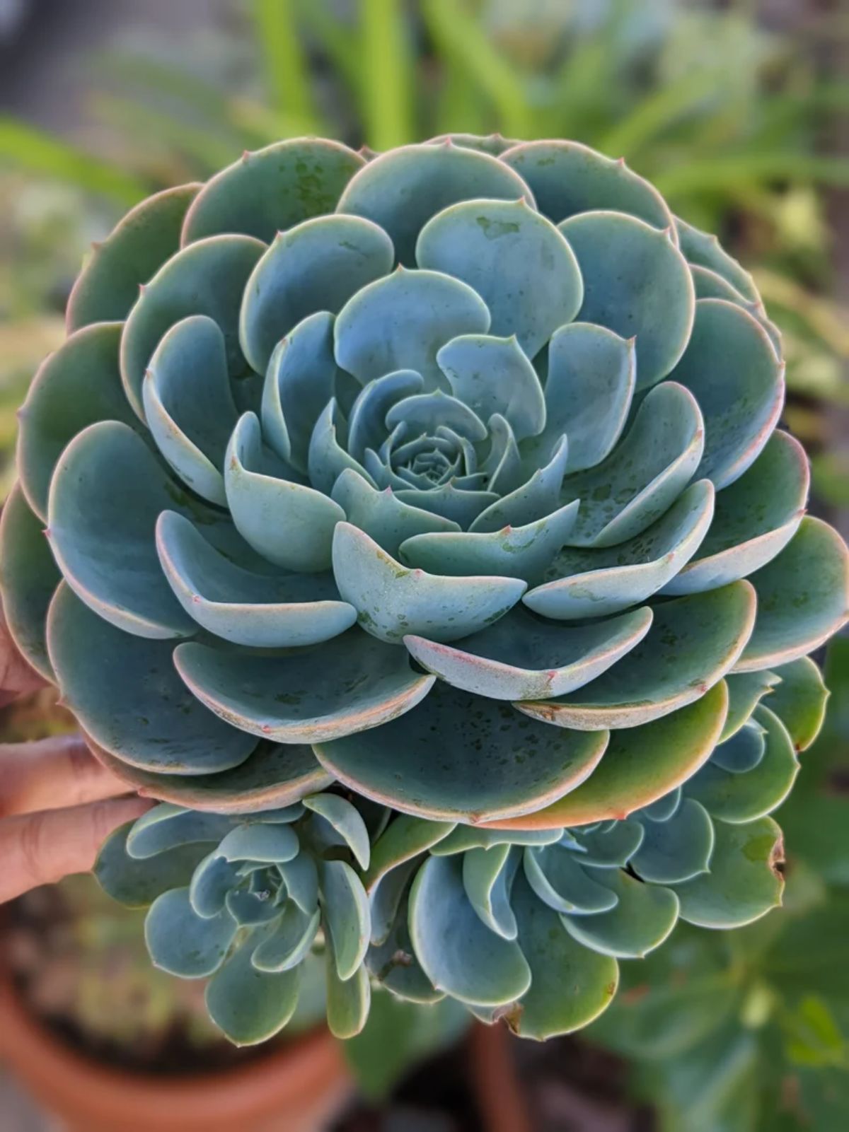 Echeveria imbricata held by hand.