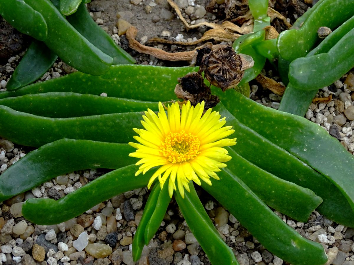 Glottiphyllum linguiforme succulent with a yellow flower in full bloom.