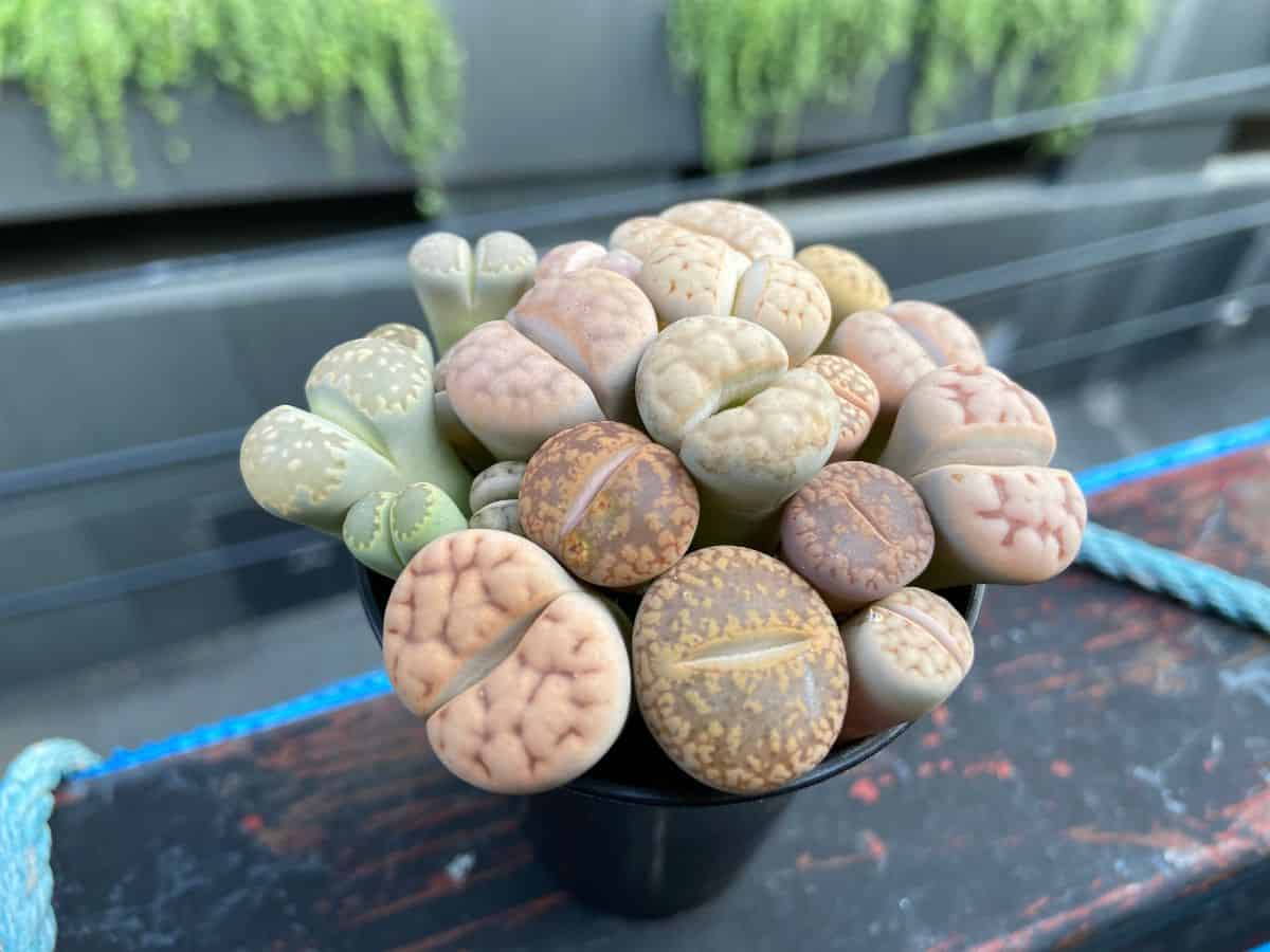 Lithops adorable succulents grow in a black pot.