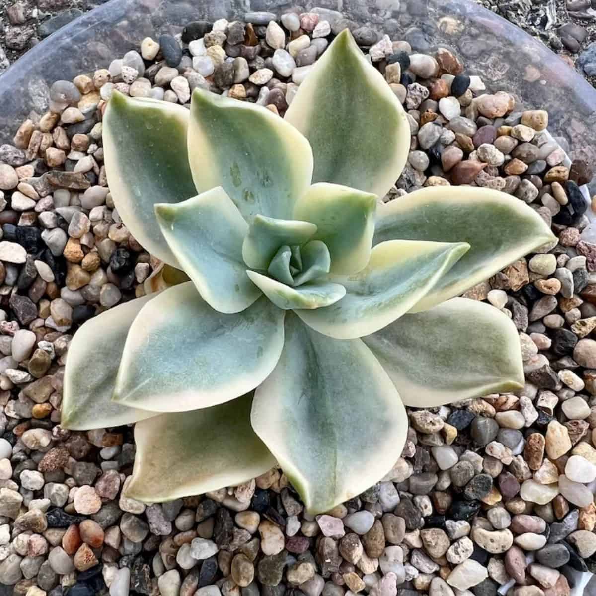 Graptoveria Unstable Mable.