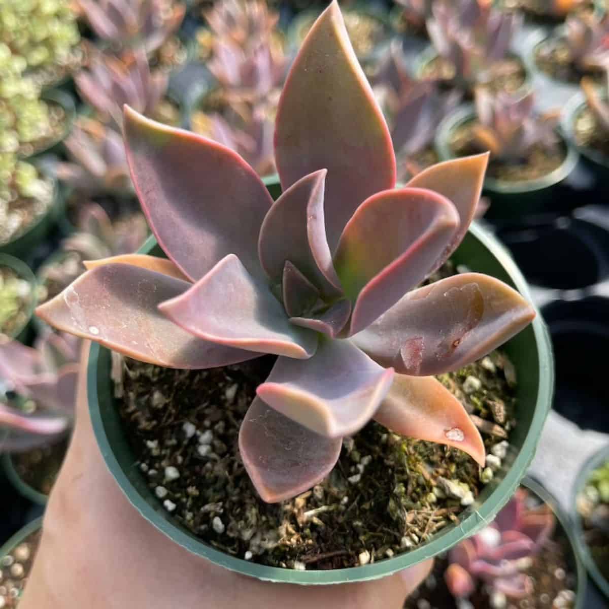 Graptoveria  Fred Ives in a green pot held by hand.
