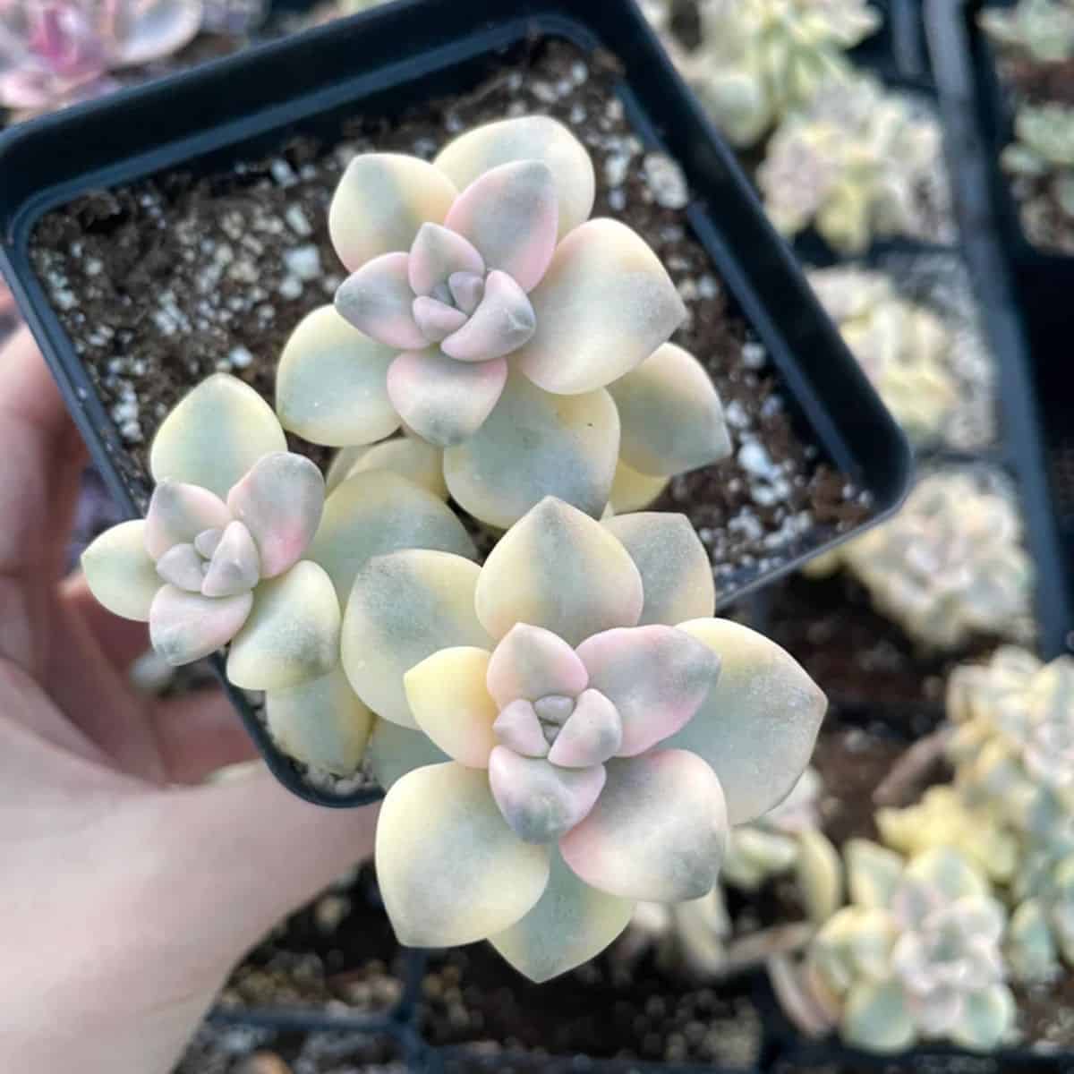 Graptopetalum titubans in a black pot held by hand.