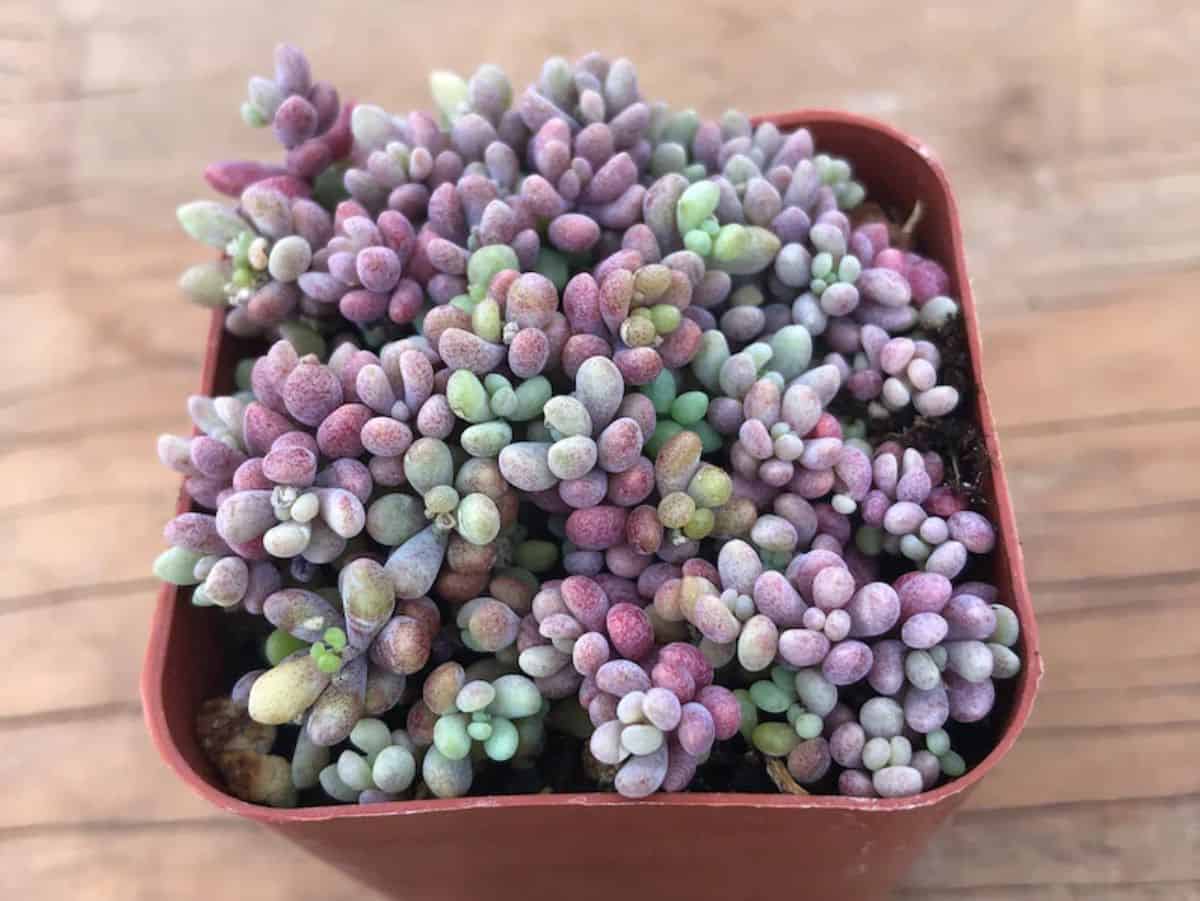 Sedum dasyphyllum grows in a plastic pot.