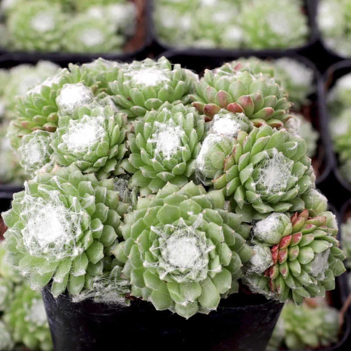 Sempervivum arachnoideum subsp. tomentosum 'Stansfieldii' grows in a plastic pot.