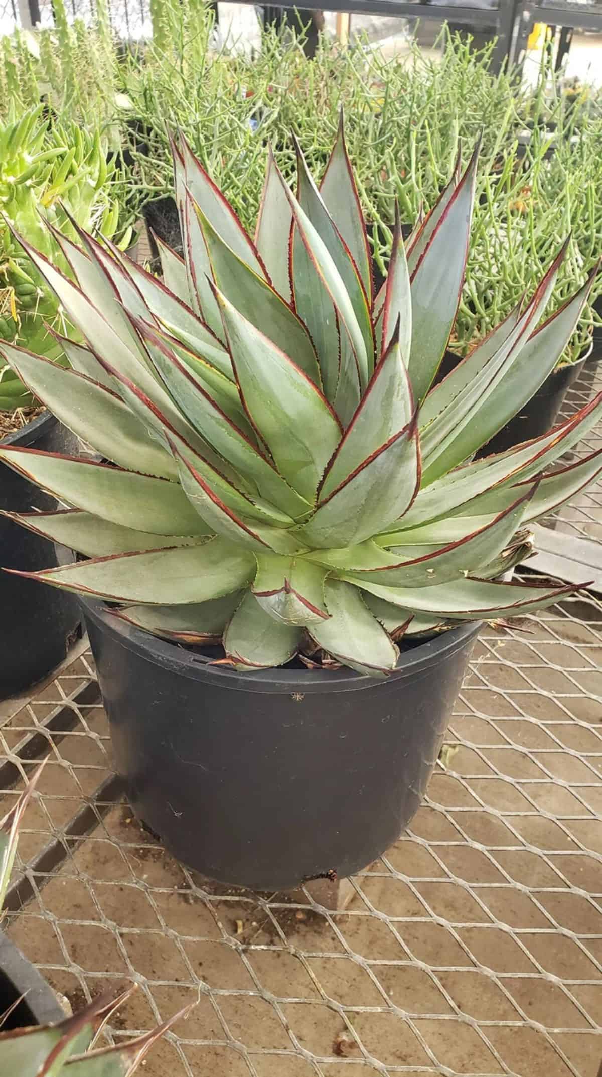 Blue Glow agave in a pot.