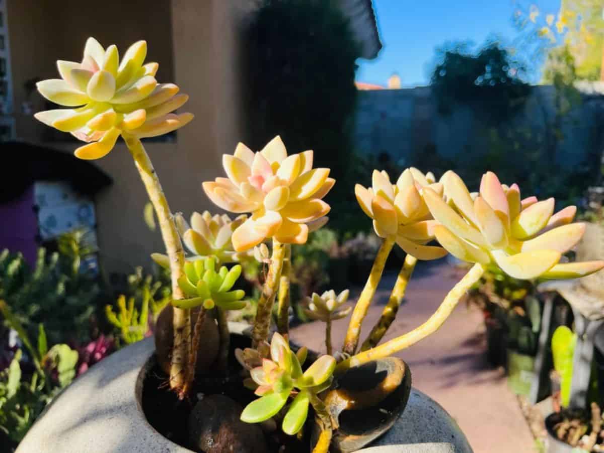 Graptopetalum Victor Kane grows in a pot.