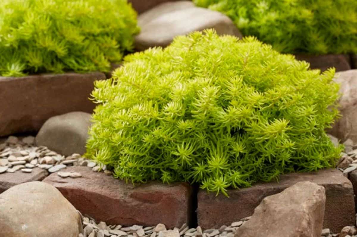 Sedum rupestre grows in a garden.