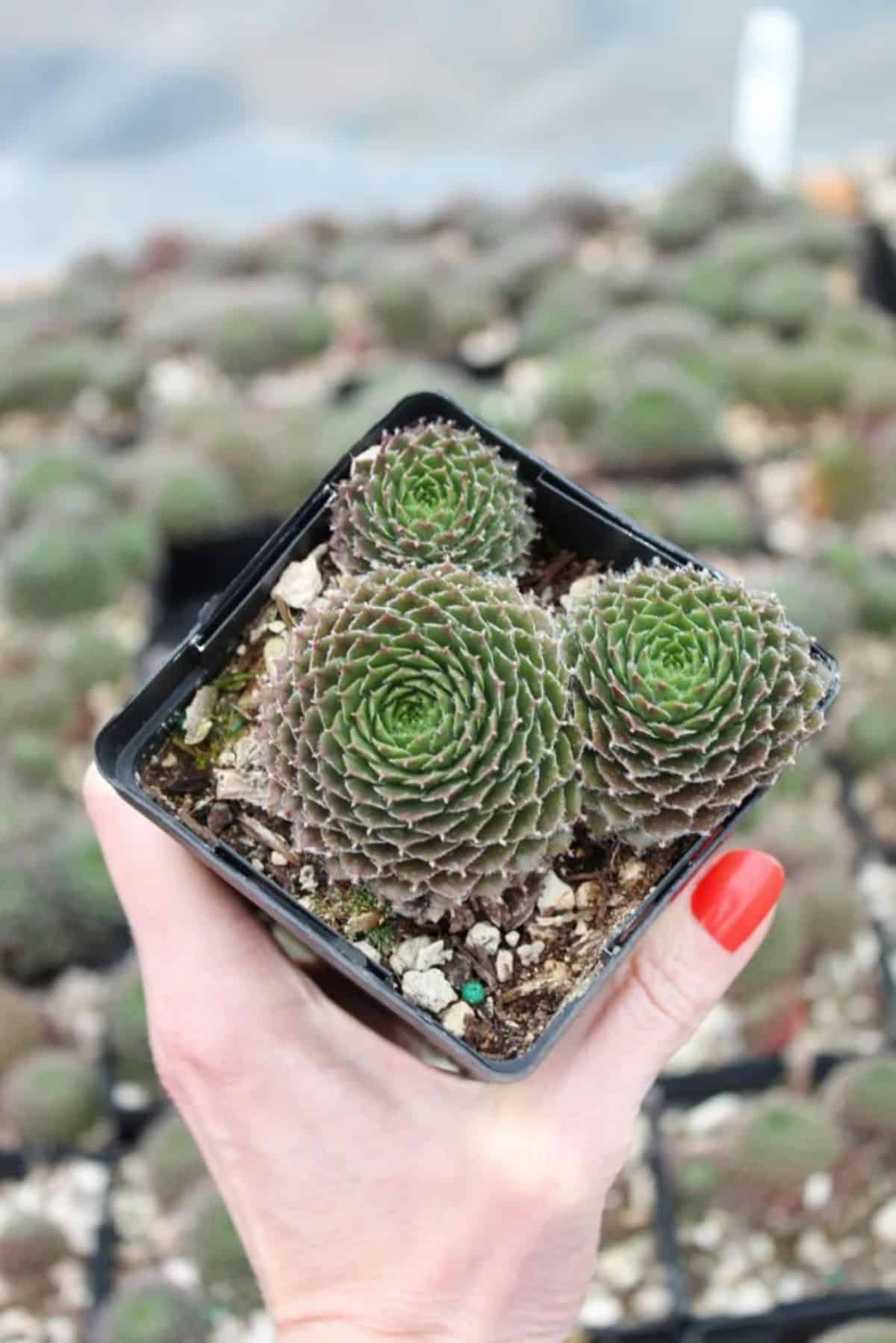 Sempervivum pilioseum grows in a plastic pot held by hand.