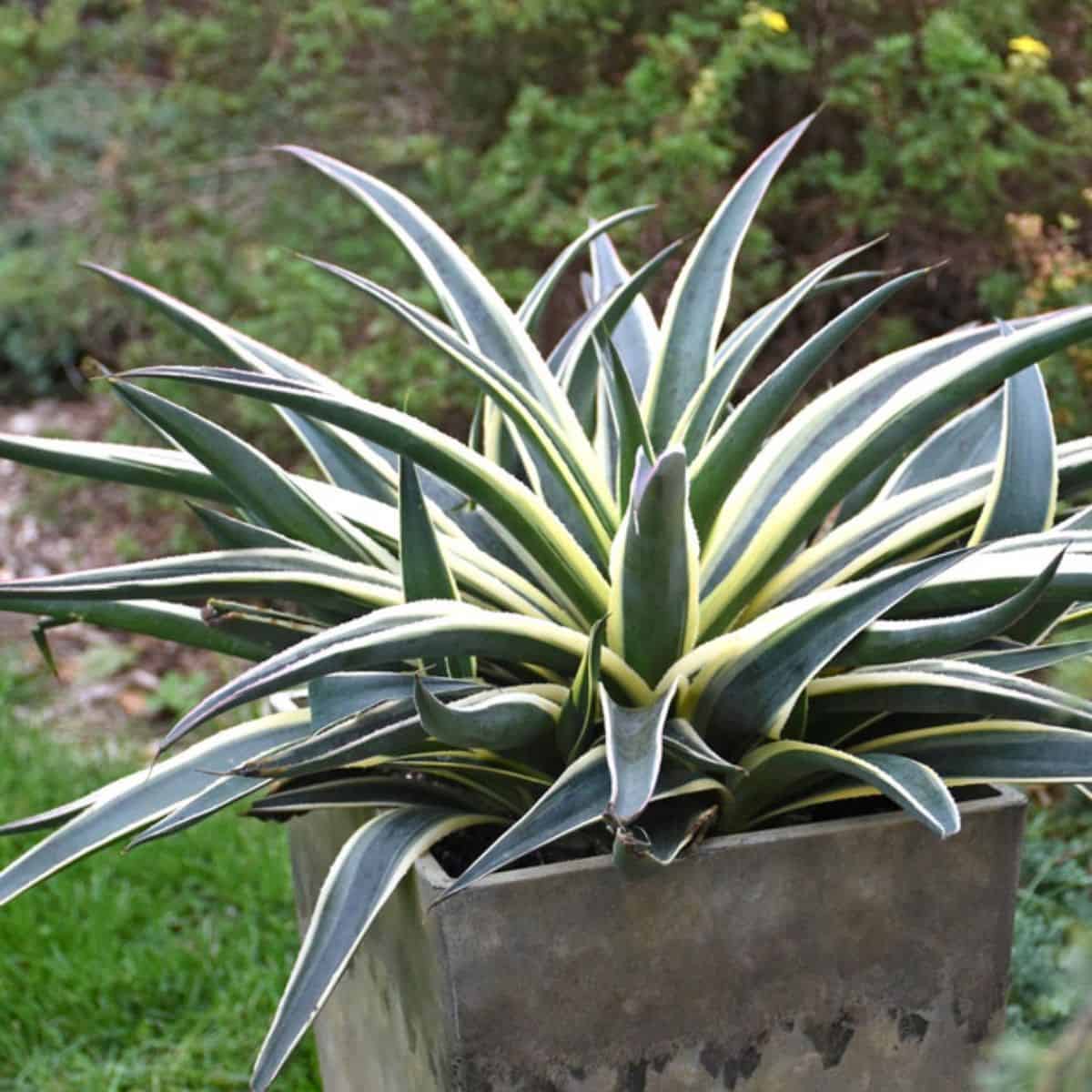 Mangave Snow Leopard variety grows in a pot.