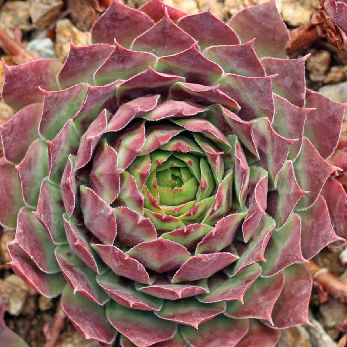 Sempervivum Cranberry Cocktail variety.