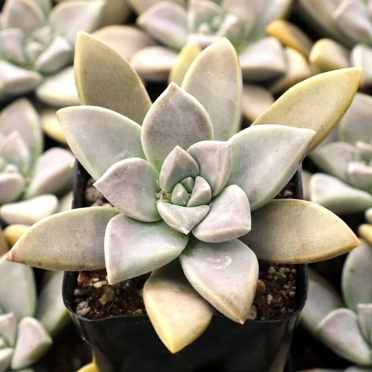 Graptopetalum Claret grows in a plastic pot.