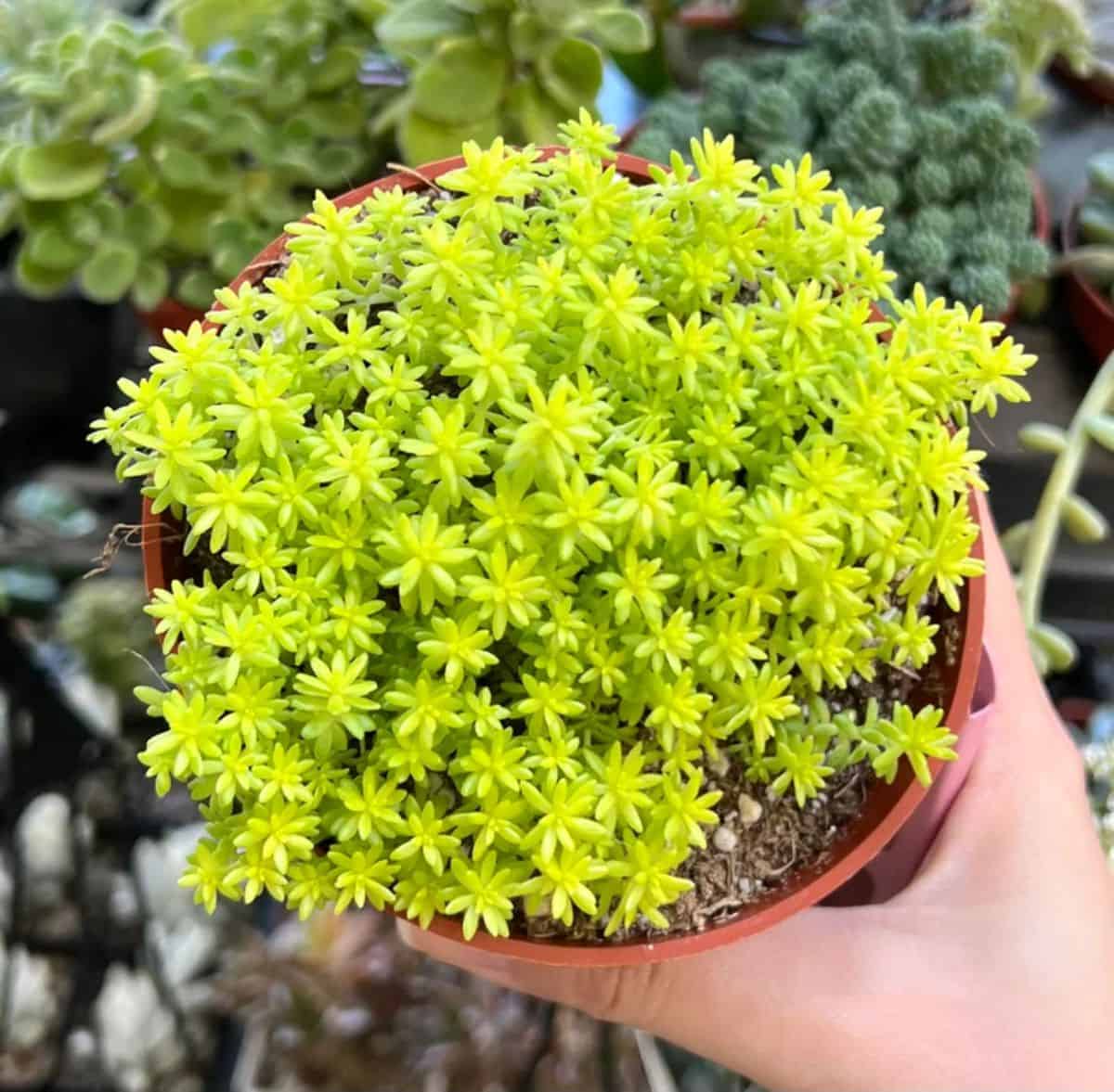 Sedum japonicum grows in a pot held by hand.