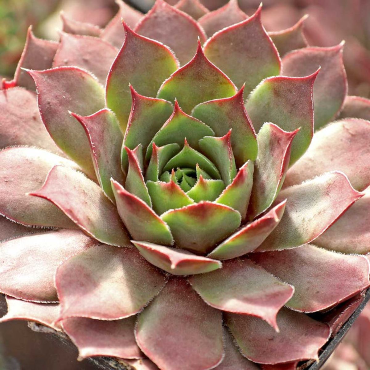 Sempervivum Berry Blues variety.