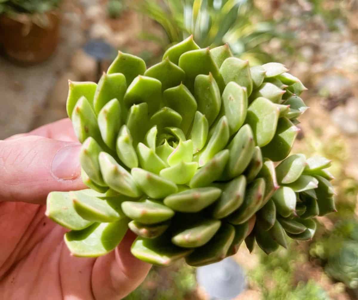 Graptoveria Olivia held by hand.