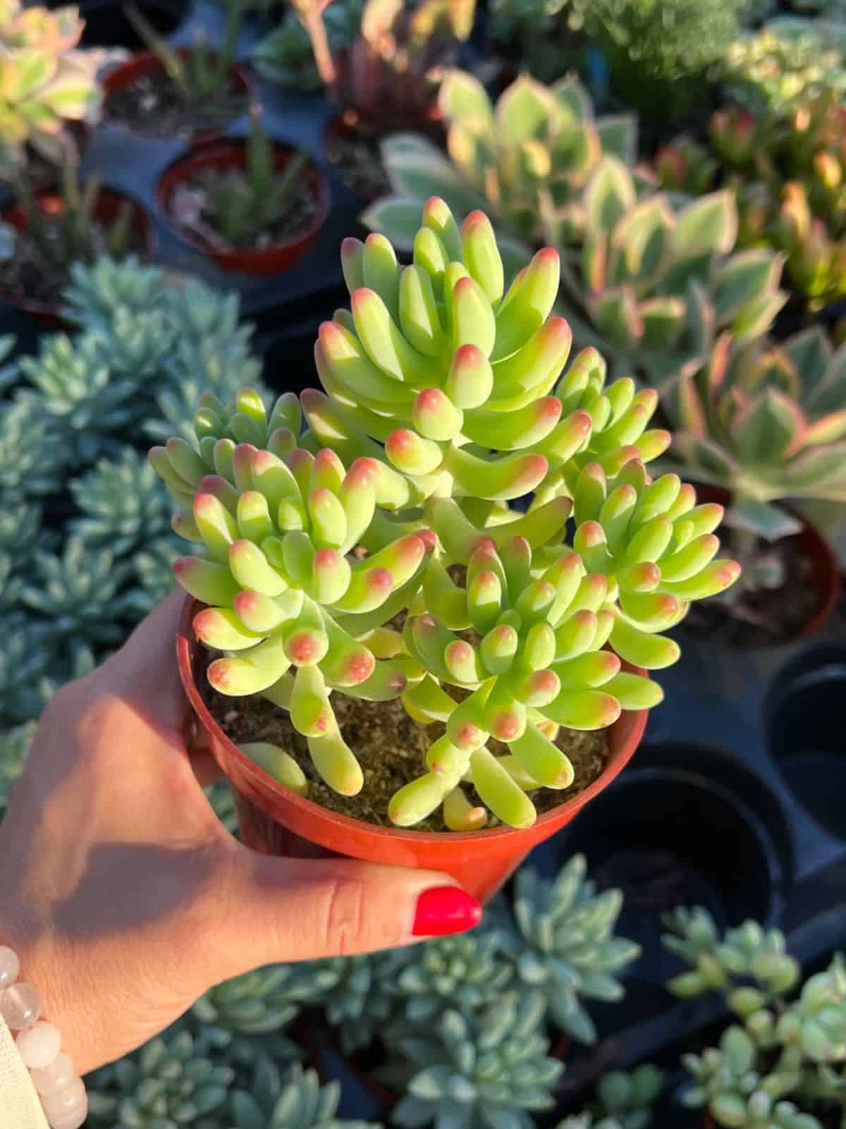 Sedum pachyphyllum grows in a pot held by hand.